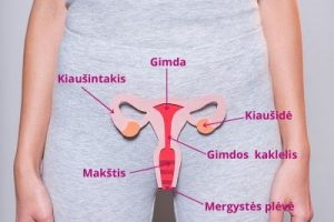 moteru reprodukcine sistema