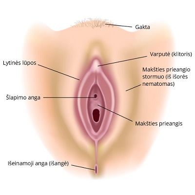 Vulva - išoriniai lytiniai organai